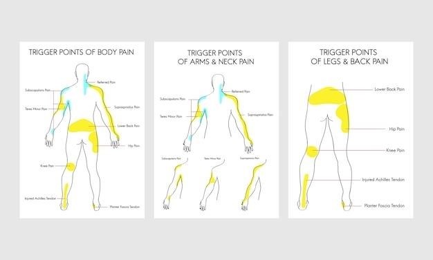 nine male anatomy types pdf